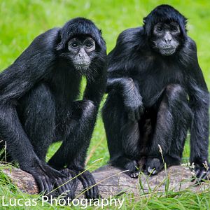 Columbian Black Spider Monkeys