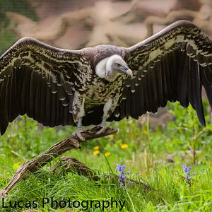 Rueppell's griffon vulture
