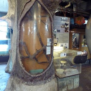 Raccoon (den) + Chinchilla Exhibits