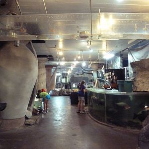 Assorted Exhibits (overhead raccoon tunnel)