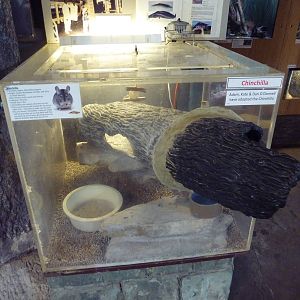 Chinchilla Exhibit