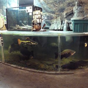 Amazon Giants Tank + Random Terrariums