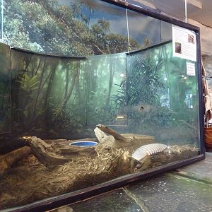 Nine-Banded Armadillo Exhibit