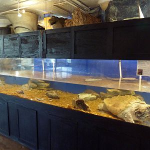 Alligator Snapping Turtle Exhibit