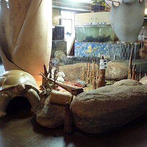 Yellow-Foot/Red-Foot/Asian Forest Tortoise Exhibit