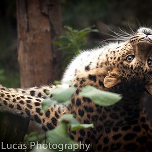 Amur Leopard