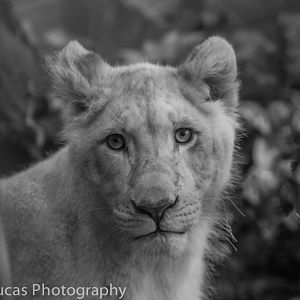 White Lion Cub