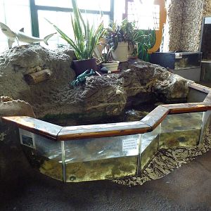 Intertidal Touch Tank