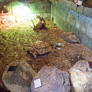 African Spurred Tortoise Exhibit