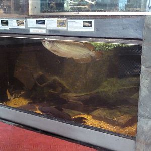 Mixed-Species Exhibit