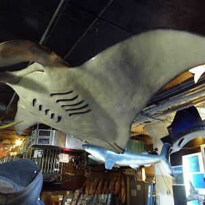 Various Hanging Models