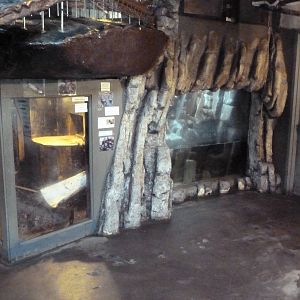 Small-Clawed Otter Exhibit (Puny!)