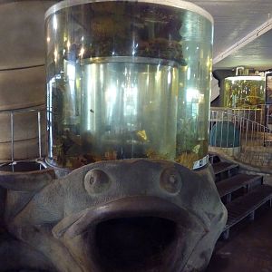 Porcupine Puffer/Queen Angelfish Exhibit