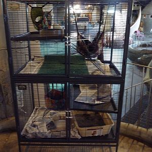 Domestic Ferret Cages