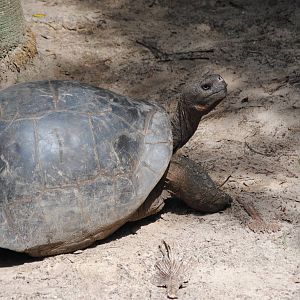 Galapagos Giant Tortoise
