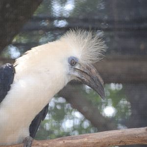 White-Crowned Hornbill