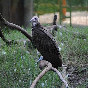 Hooded Vulture