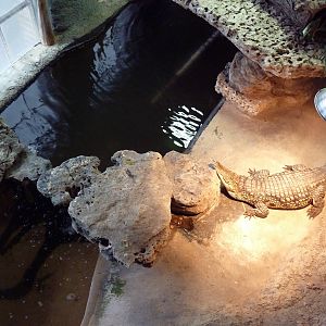 Nile Crocodile Exhibit (overhead view)