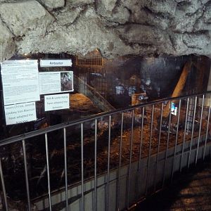 Giant Anteater Exhibit (blurry photo)