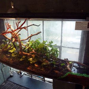 Basilisk Lizard Exhibit