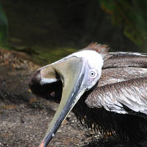 Eastern Brown Pelican