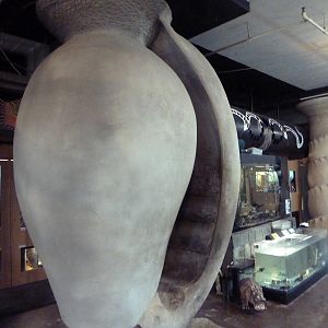 Giant Vase + Assorted Terrariums