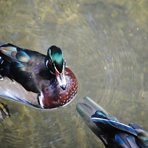 North American Wood Duck
