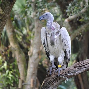 Cape Vulture