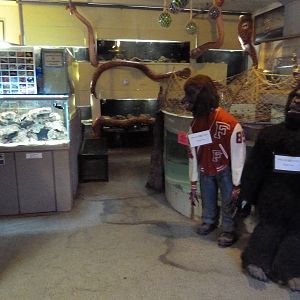 Werewolf + Gorilla + Assorted Tanks