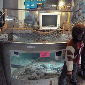 Whitetip Reef Shark Exhibit