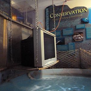 Whitetip Reef Shark Exhibit (complete with TV!)