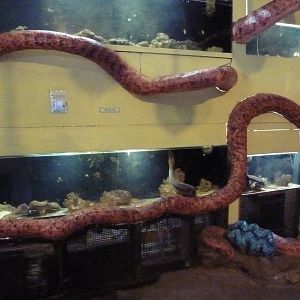 Wall of Eels