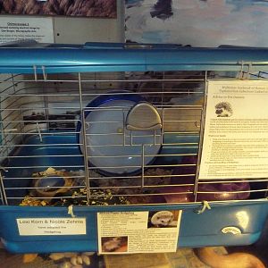 African Pygmy Hedgehog Exhibit