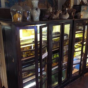 Snake Bookshelves (with lots of knick knacks on top)