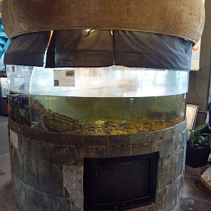 Alligator Snapping Turtle Exhibit