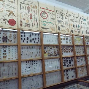 City Museum - Pinned Insects