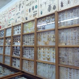 City Museum - Pinned Insects