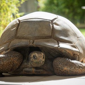 Aldabra giant tortoise : Colchester : 22 Aug 2014