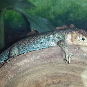 Bermuda skink
