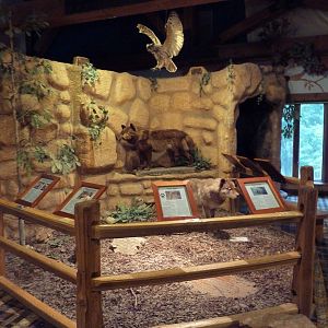 Discovery Center - Diorama