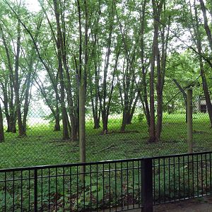 Multi-Acre Grey Wolf Exhibit