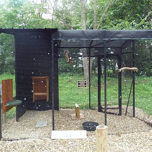 Bird of Prey Aviary - Red-Tailed Hawk