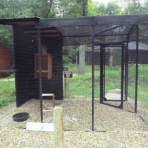 Bird of Prey Aviary - Great Horned Owl