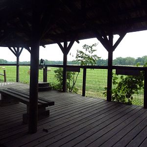 Enormous American Bison/Elk/White-Tailed Deer Exhibit