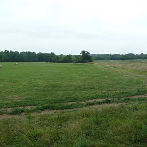 Enormous American Bison/Elk/White-Tailed Deer Exhibit
