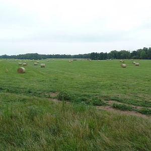 Enormous American Bison/Elk/White-Tailed Deer Exhibit