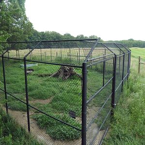 American Black Bear Exhibit