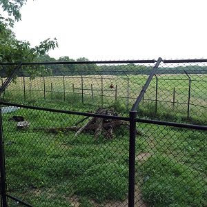 American Black Bear Exhibit