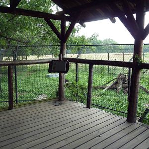 American Black Bear Exhibit