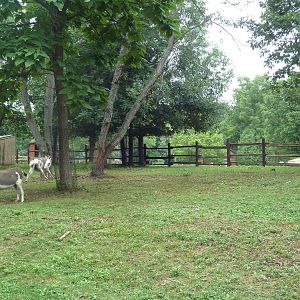 Farmyard - Donkey Yard